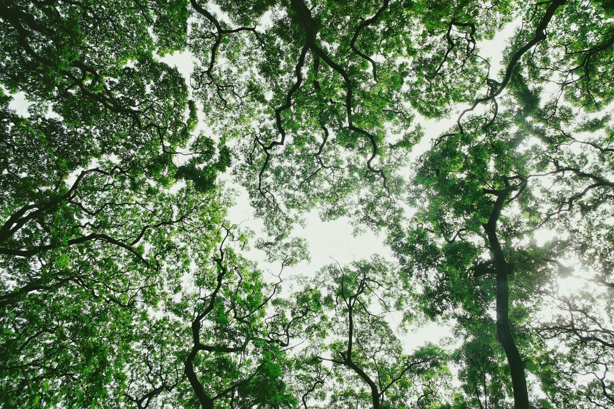 Foliage escapes